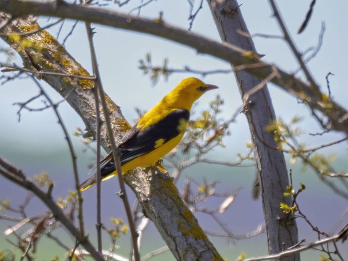 Иволга в зимнем лесу