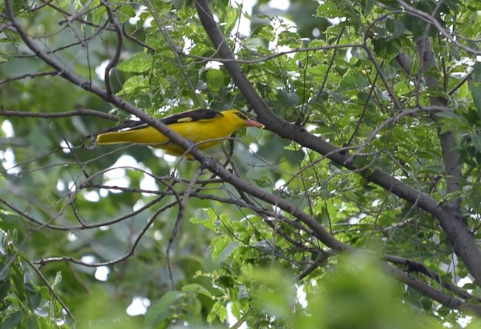 Балтиморская Иволга или балтиморский цветной трупиал