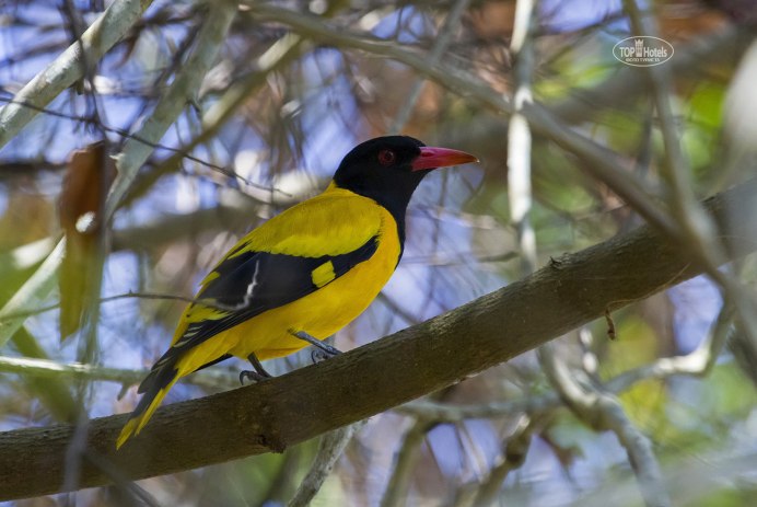 Птица Иволга голубая