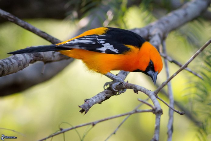 Иволга Oriolus kundoo