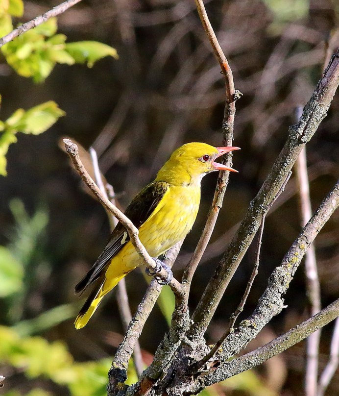 Иволга Перелетная птица
