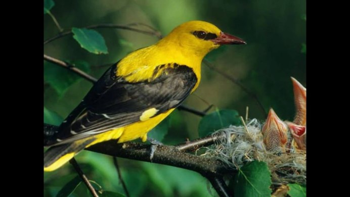 Oriolus Oriolus кладка