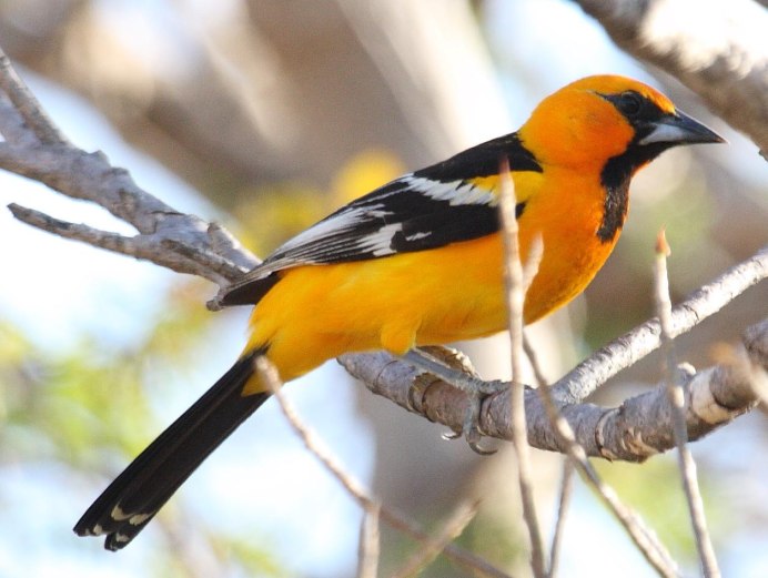 Иволга в малиннике поет