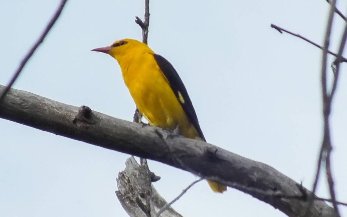 Иволга на ветке абрикоса