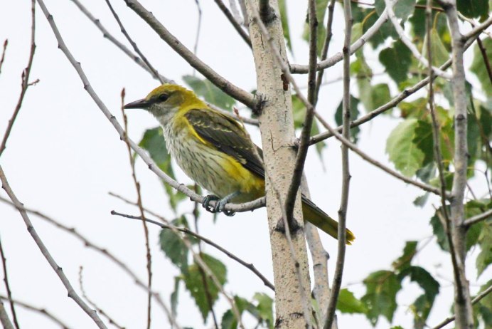 Oriolus chlorocephalus)