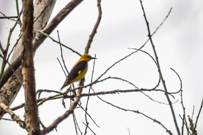 Иволга Oriolus kundoo