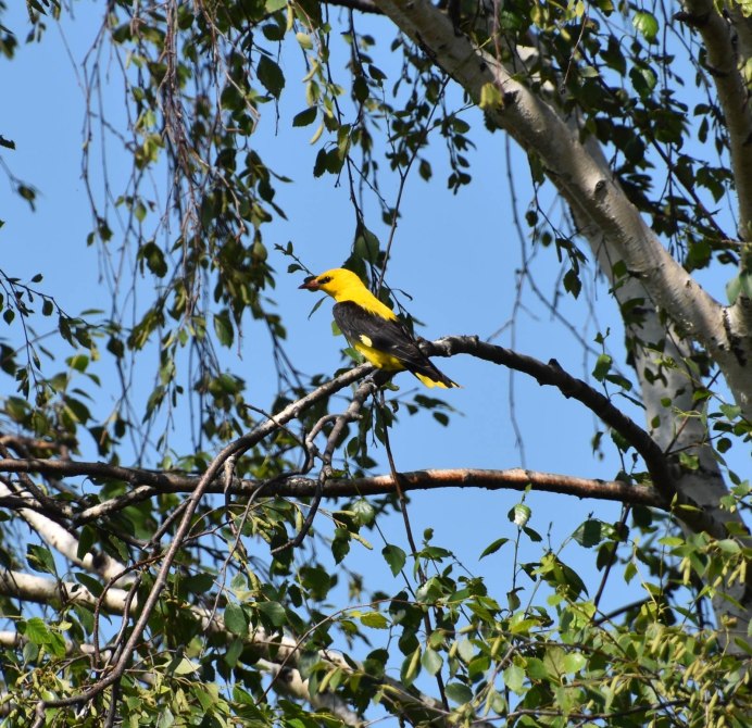 Иволга Усово