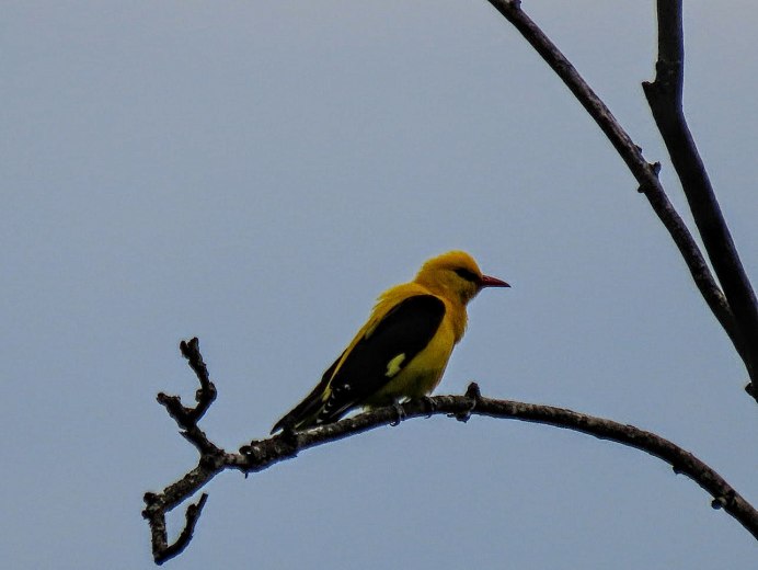 Indian Golden Oriole