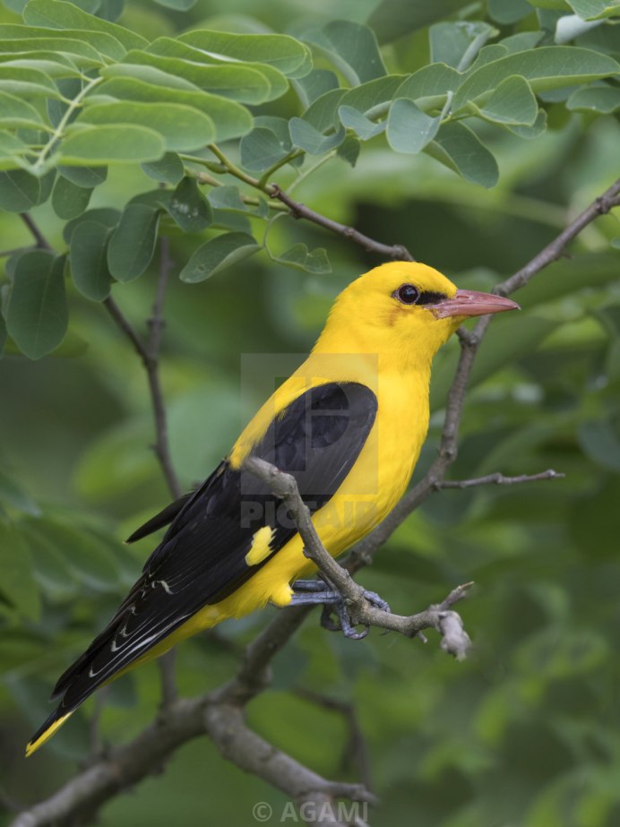 Обыкновенная Иволга