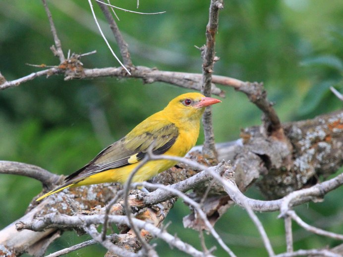 Иволга птица