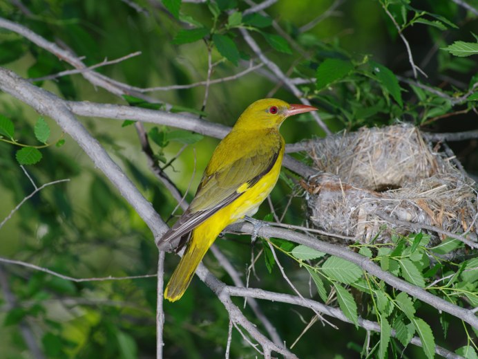 Обыкновенная Иволга