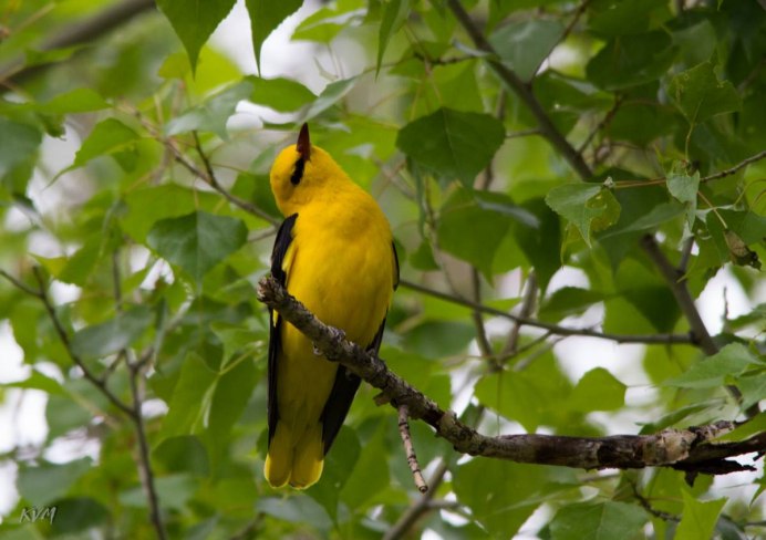 Иволга 2 электропоезд