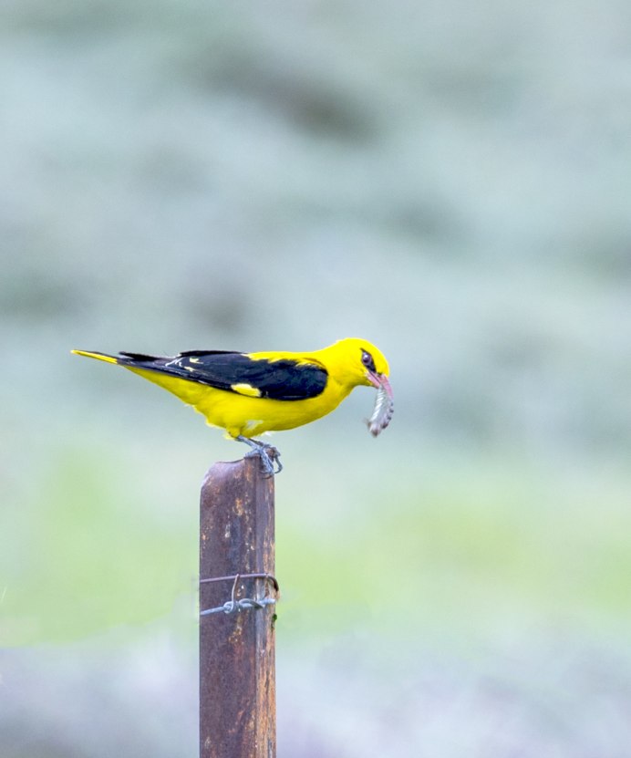 Черноголовая Иволга