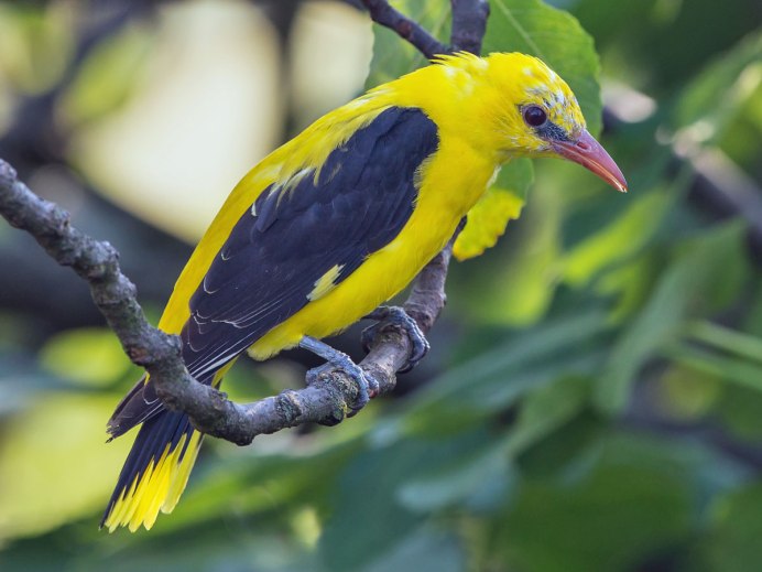 Огненноголовый цветной трупиал