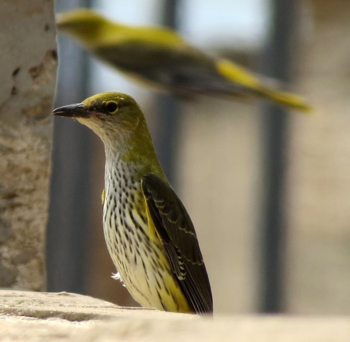 Обыкновенная Иволга