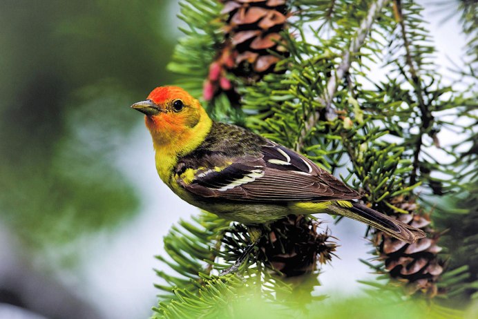 Иволга это Сибирская птица?