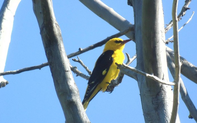 Обыкновенная Иволга перелётная
