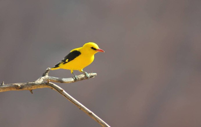 Иволга в Алтайском крае