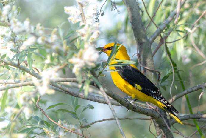 Масковая Иволга