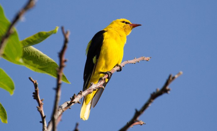 Малиновогрудая Иволга