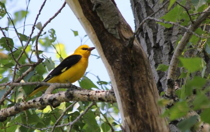 Большеклювая Иволга