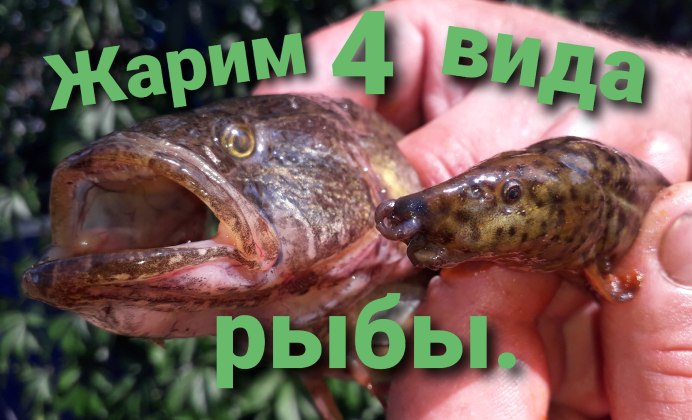 Ротан-головешка Мещера