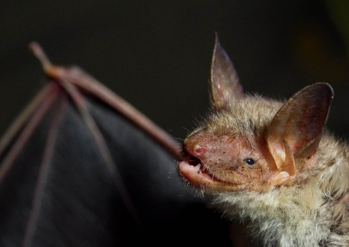Ночница Брандта (Myotis brandtii (Eversmann, 1845))