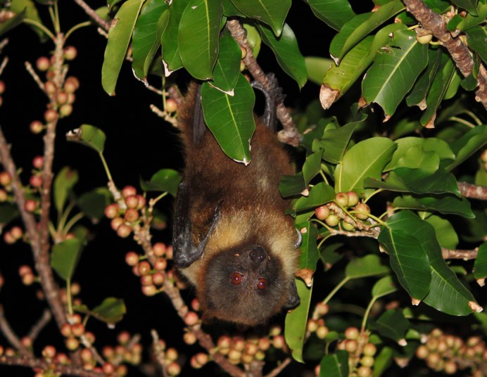 Myotis daubentonii