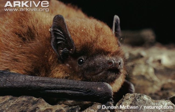 Кожанок Северный Eptesicus nilssoni