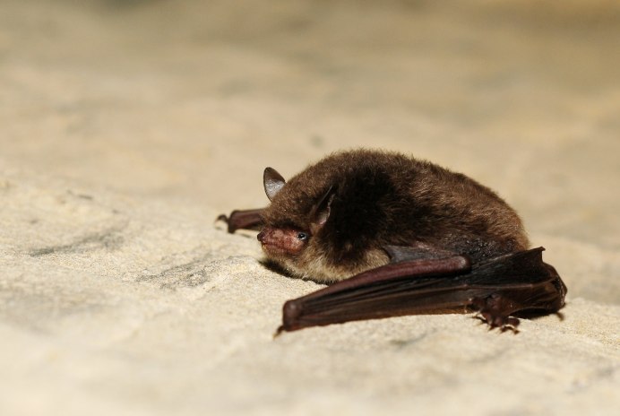 Усатая ночница Myotis mystacinus