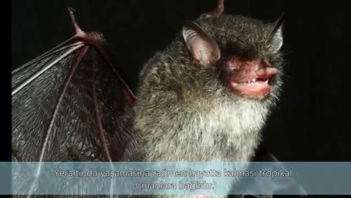 Водяная ночница Myotis daubentonii