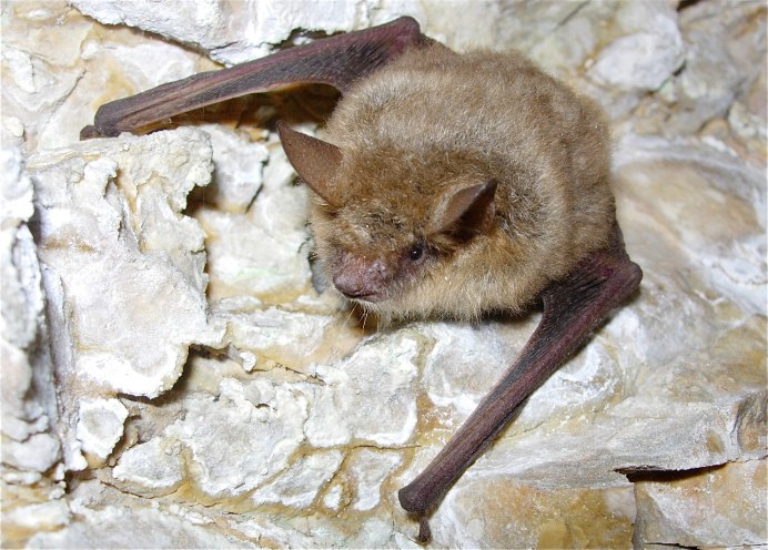 Hodgson's bat