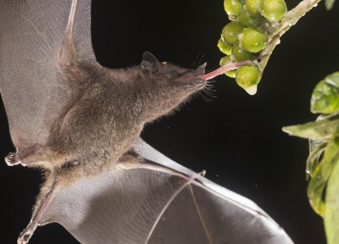 Ночница Иконникова Myotis ikonnikovi