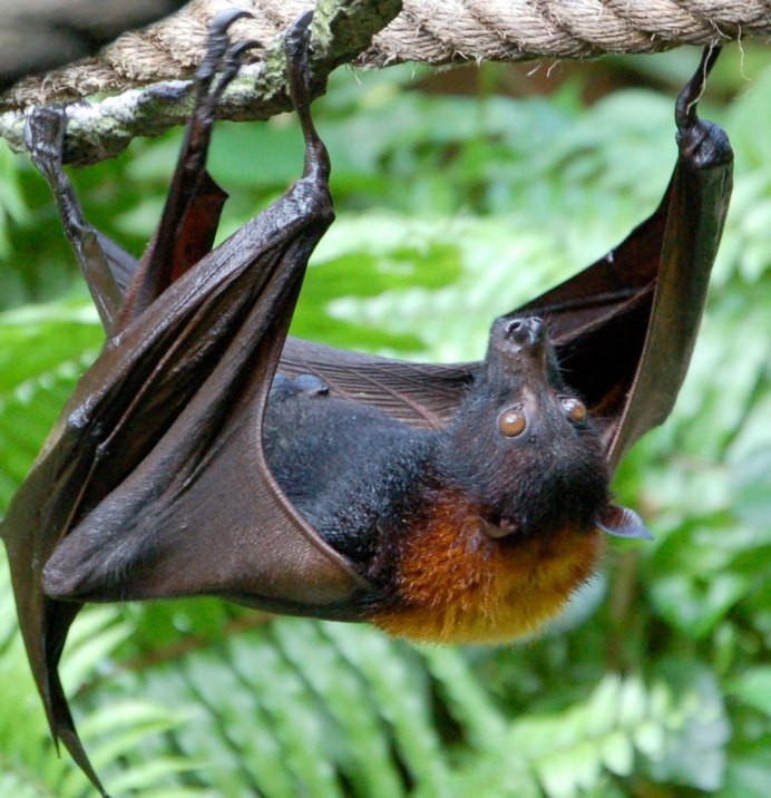 Прудовая ночница Myotis dasycneme (Boie, 1825)