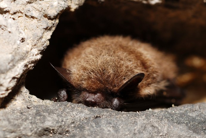 Myotis lucifugus