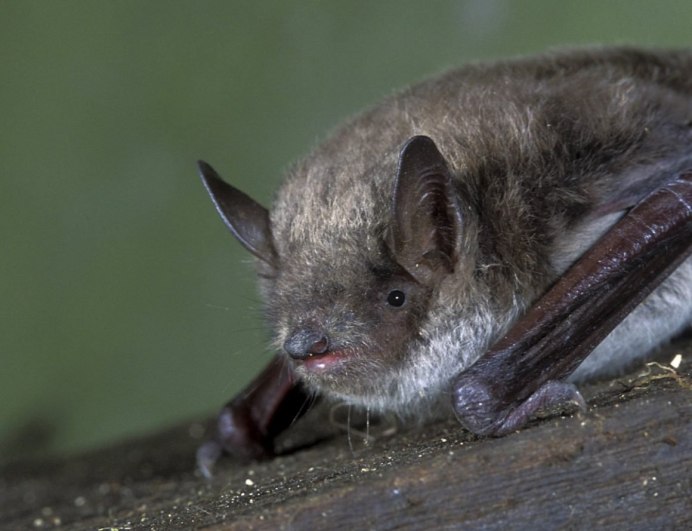 Нетопырь-карлик pipistrellus pipistrellus