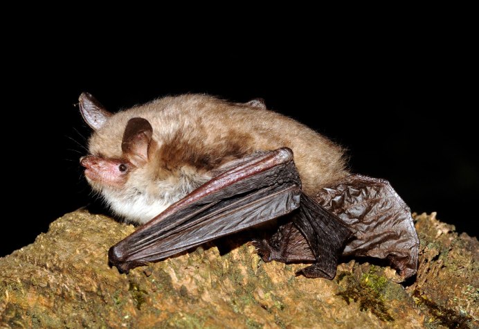 Двухцветный кожан (Vespertilio murinus (Linnaeus, 1758))