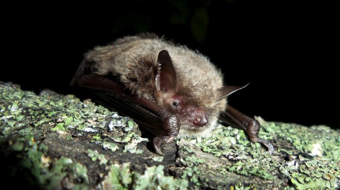 Усатая ночница Myotis mystacinus