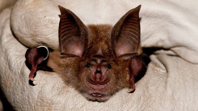 Трехцветная ночница Myotis emarginatus