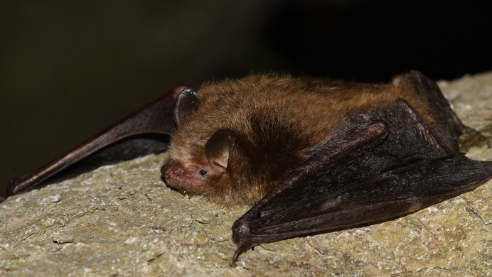 Усатая ночница Myotis mystacinus