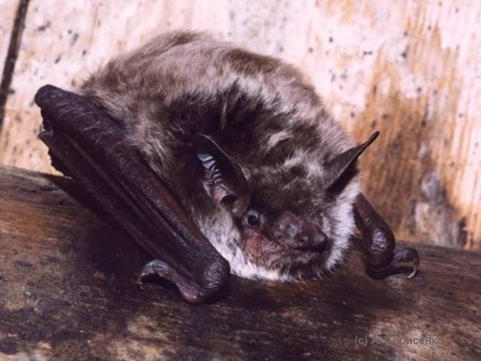 Ночница Прудовая * Myotis dasycneme