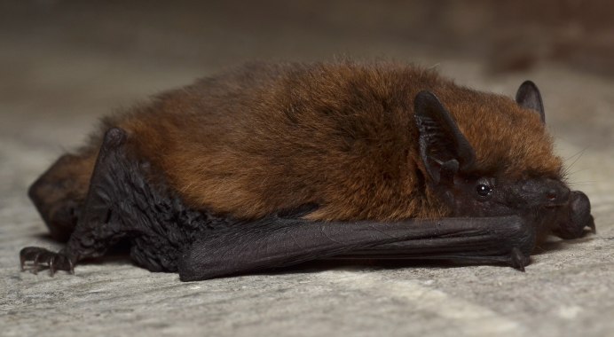 Anoura geoffroyi