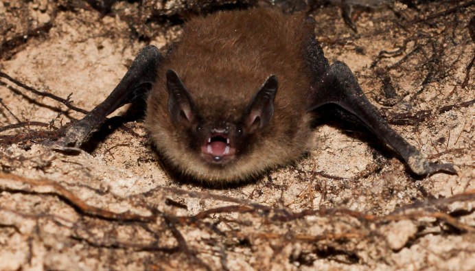 Трехцветная ночница Myotis emarginatus