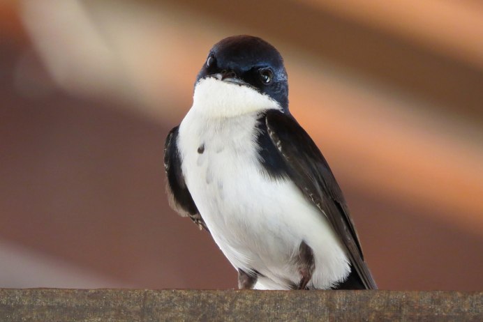 Pied Butcherbird