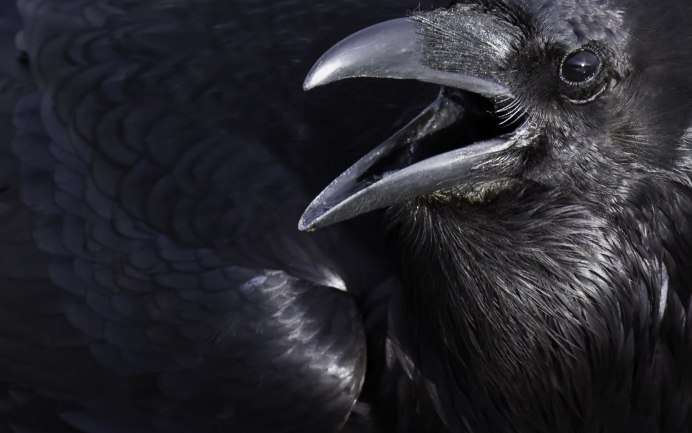 Оранжевая птица с черным брюшком