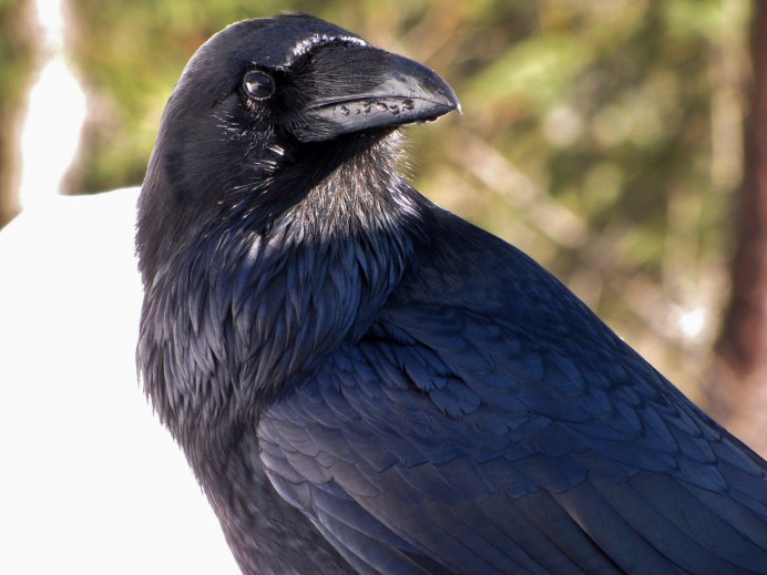 Вороны птицы