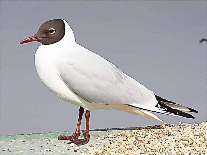 Черный ворон