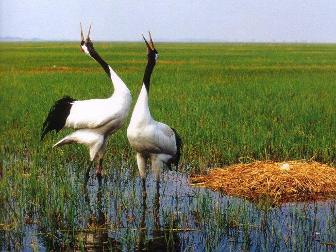 Японский (Уссурийский) журавль Grus japonensis
