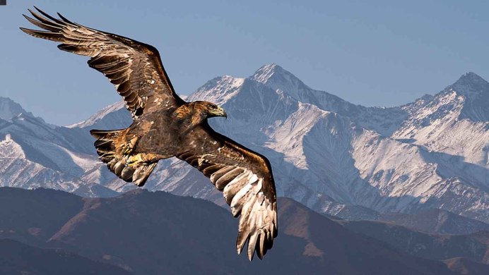 Imperial Eagle