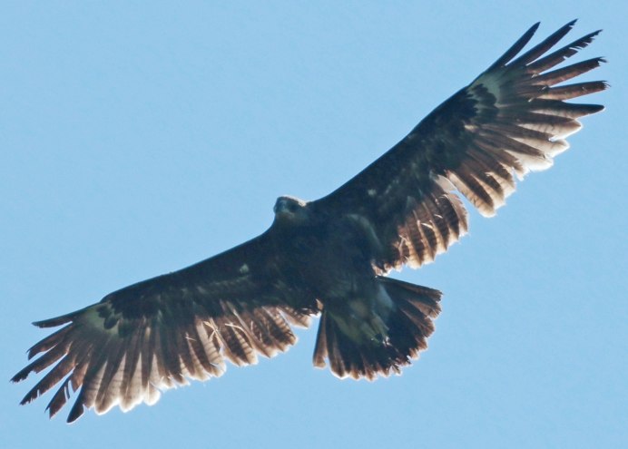 Aquila 54